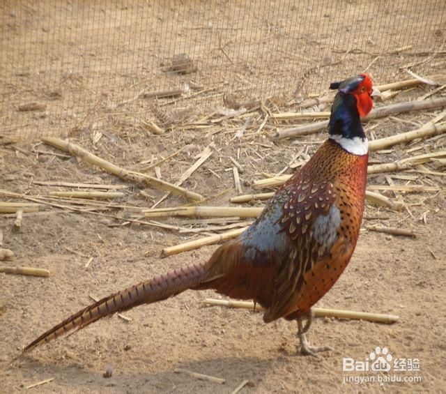 武汉到张家界自助游