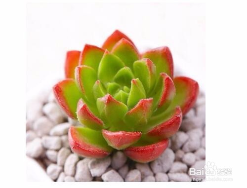 养的多肉老是死怎么办