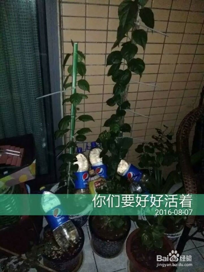 出差后自动浇花出门自动浇灌滴水花草保命方法