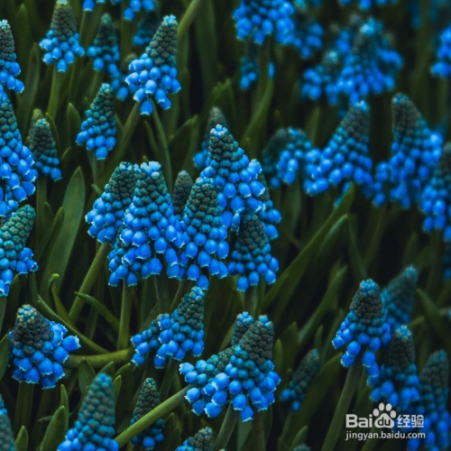 风信子谢了还会再开吗？