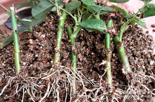 月季如何保证扦插的成活率呢？