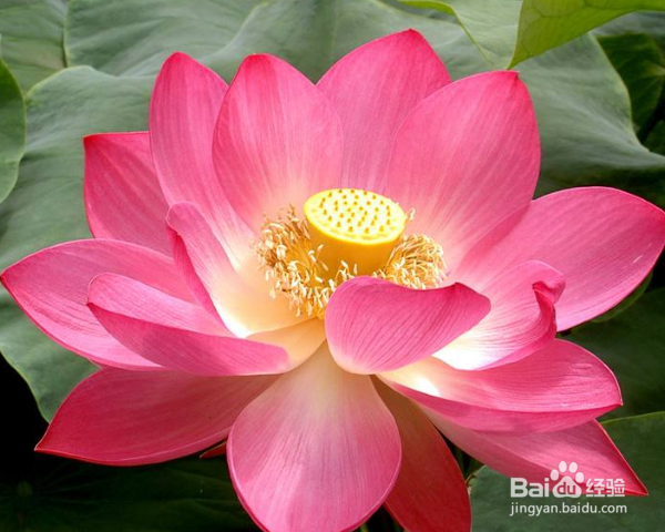 荷花怎么养殖？