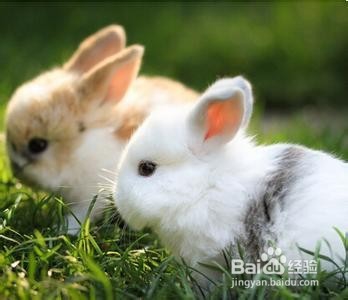 怎样养小兔子