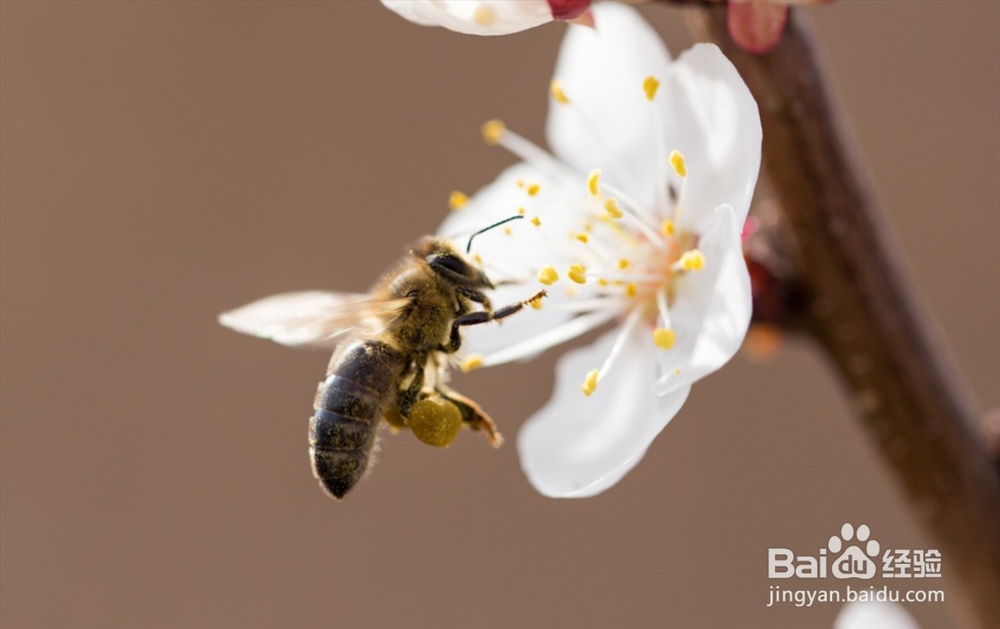蜜蜂的循环系统一