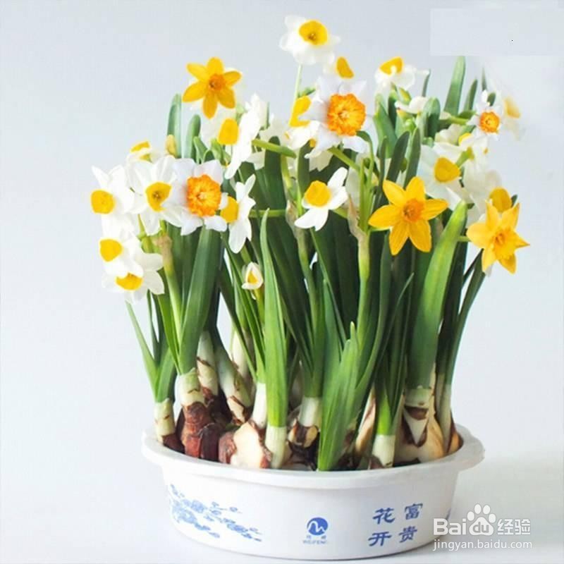 水仙花能晒太阳吗?怎么养好水仙花?