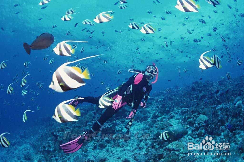 武汉东湖海洋世界公园旅游攻略