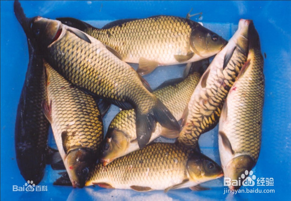 活鲤鱼怎么保存