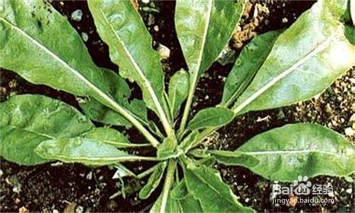 春病良药板蓝根