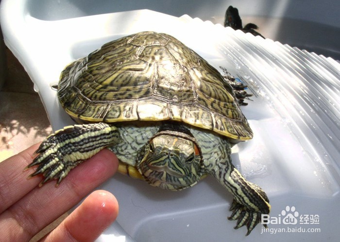 家庭养巴西龟的注意事项