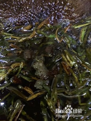 超简单的葱油面（教程）