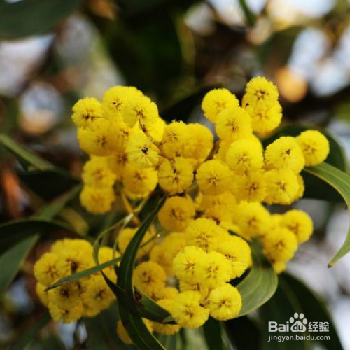 金合欢和合欢的区别有哪些？