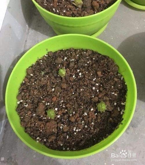 如何种植百合花