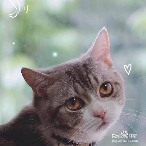猫猫天生就爱干净吗