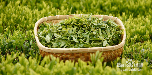 软化血管的食物及功效