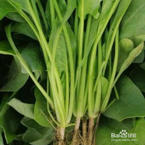 秋菠菜种植时间和方法