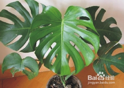 适合办公室的健康植物