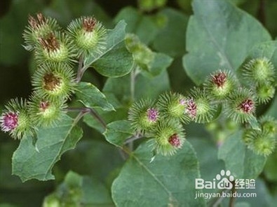 中药总结之19——牛蒡子（发散风热药）