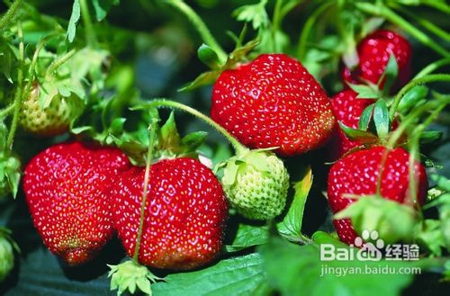 夏天吃什么水果好