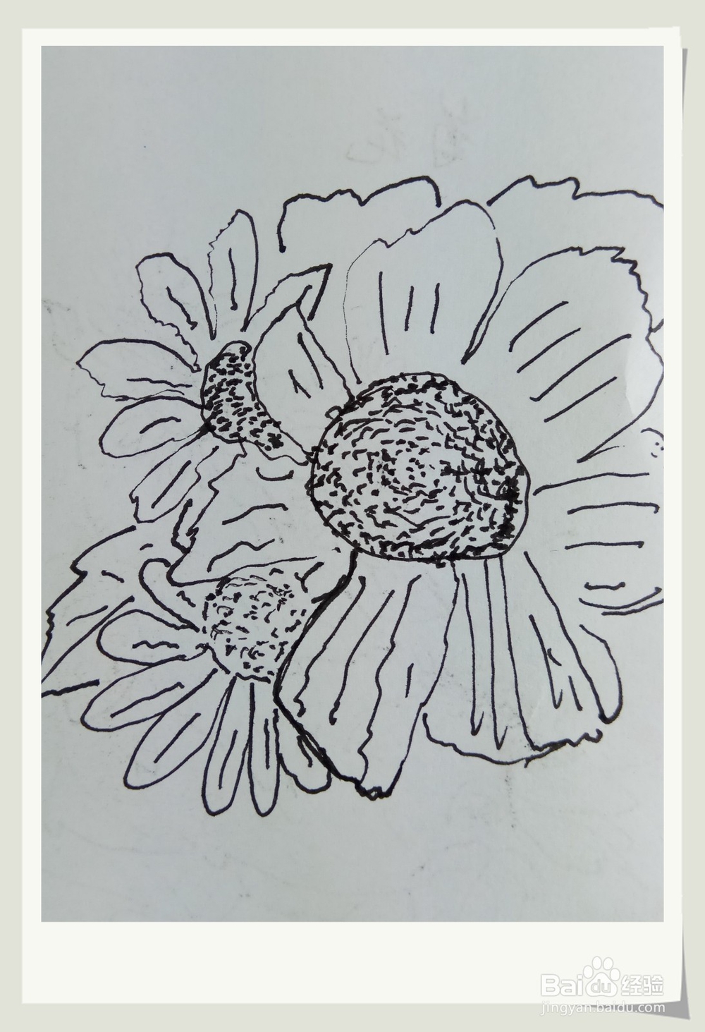 怎样画钢笔画秋菊？