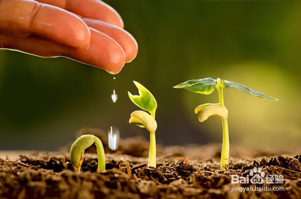 如何给绿植浇水?