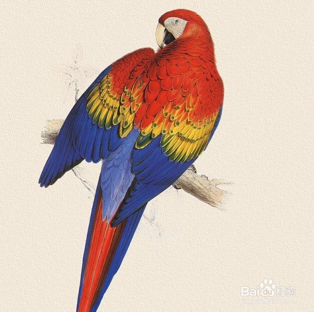 鹦鹉嗉囊有气泡怎么办