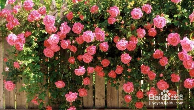 薰衣草花环月季怎么养