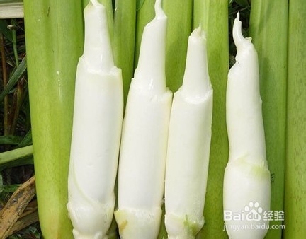 产妇吃什么下奶 、产妇吃什么催乳