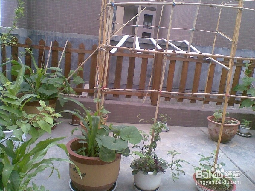 怎样在屋顶花园种植红樱桃