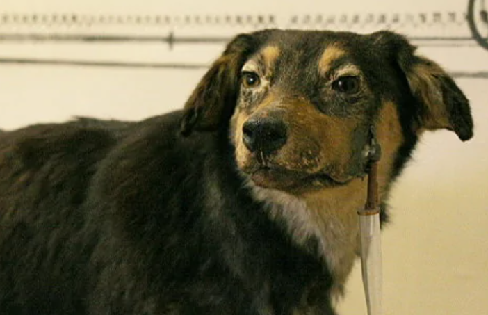 巴甫洛夫的狗车在第几章