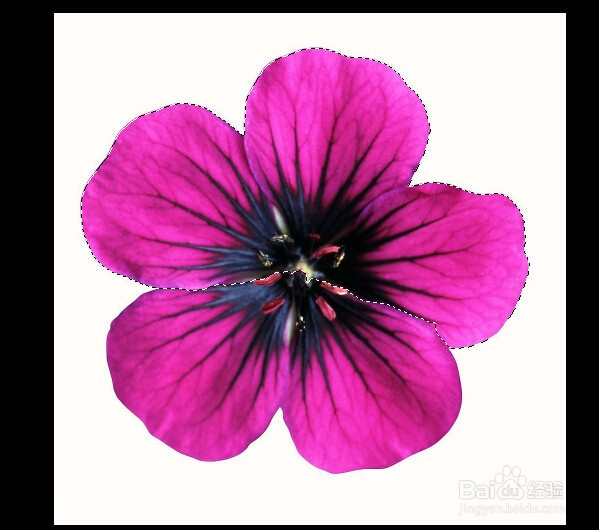 PS快速入门：[3]套索与魔棒