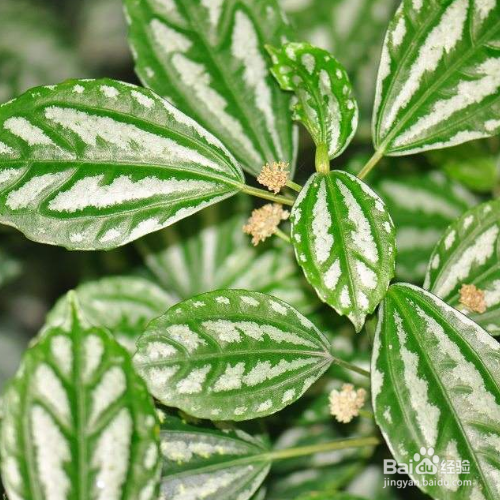 冷水花种植时需要注意什么?
