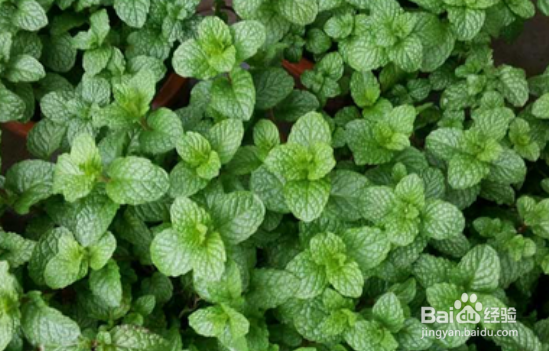 薄荷草的种植方法