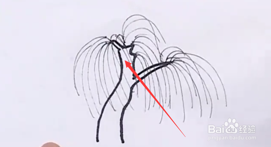 柳树的样子怎么画