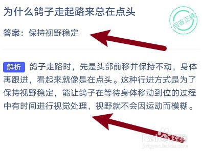 为什么鸽子走起路来总在点头？蚂蚁庄园