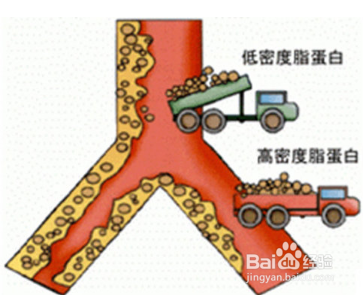 向天果有什么副作用？向天果的功效作用有哪些
