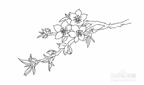 海棠花的样子怎么画