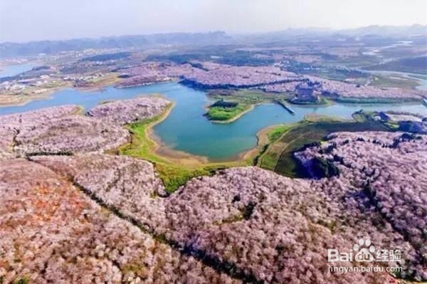 国内赏樱攻略大全