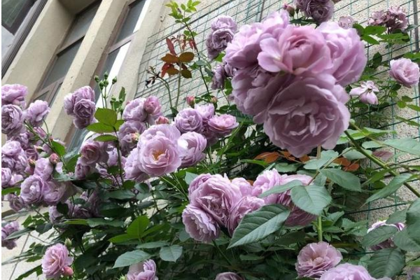 纯无刺的月季品种是什么