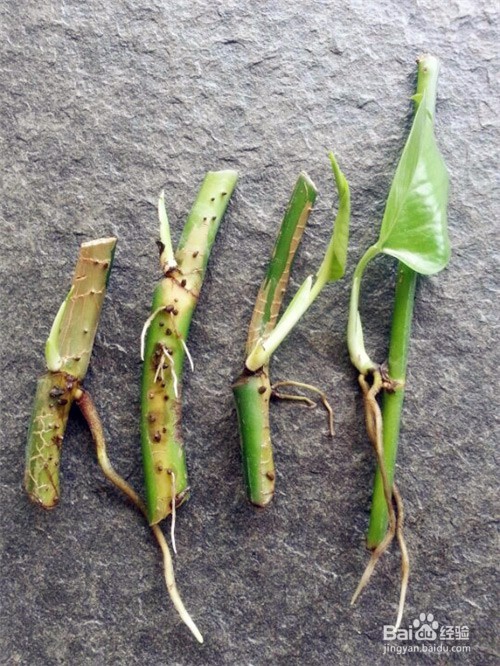 绿萝繁殖方式之绿萝扦插步骤图解