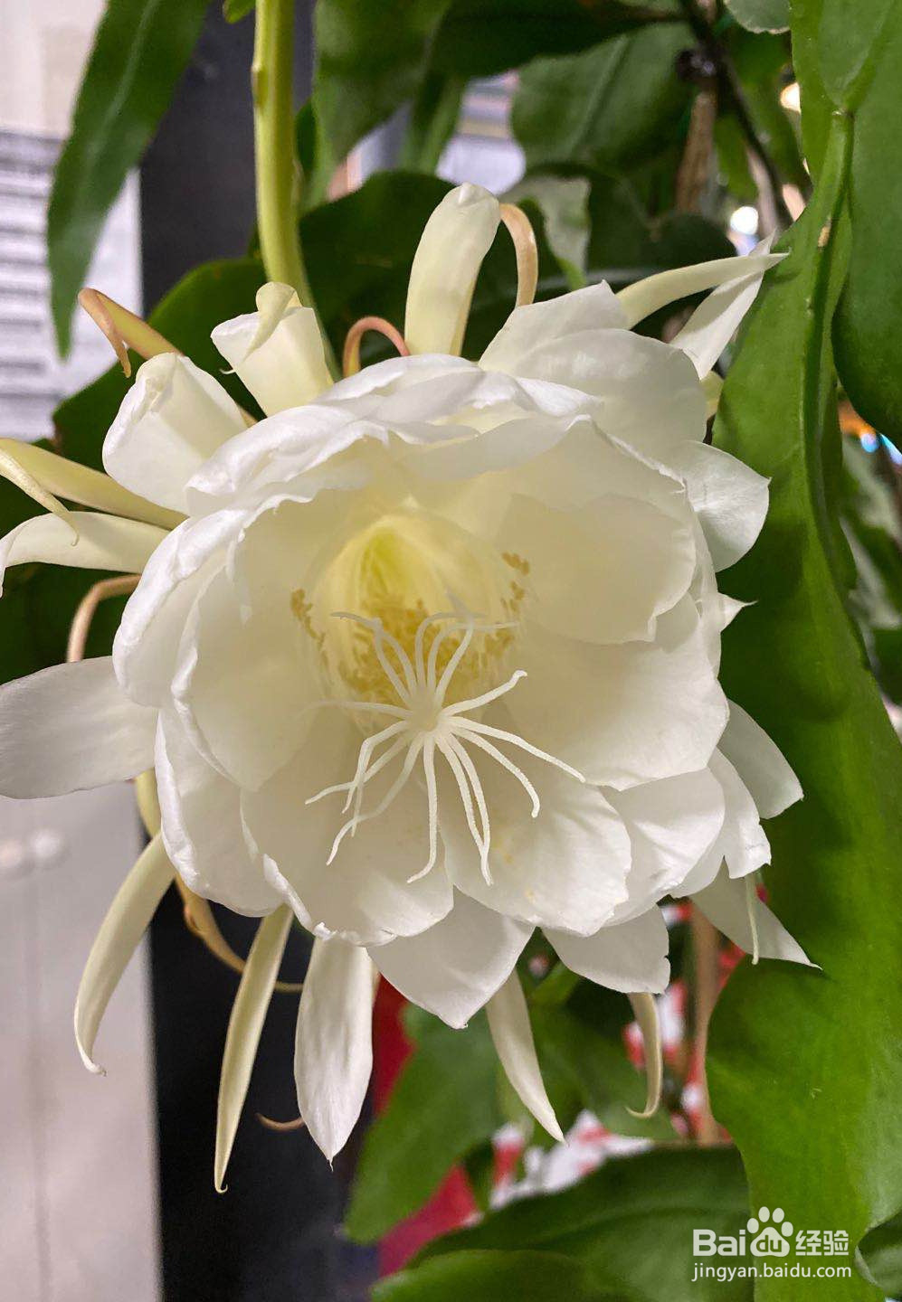 缤纷系列的做法