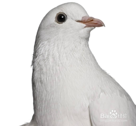 怎样让鸽子快速下蛋