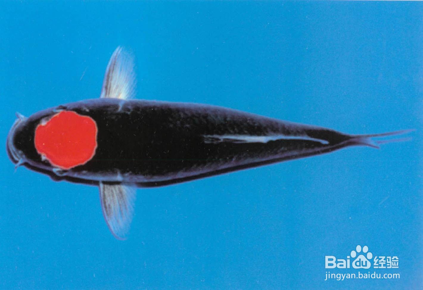 锦鲤的品种图解