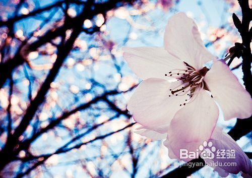 怎样申请去日本留学