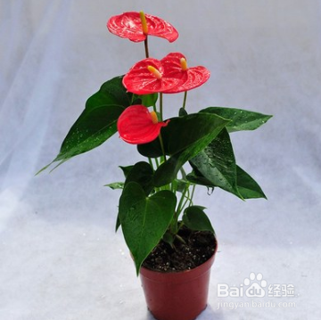 花烛的养殖方法及注意事项