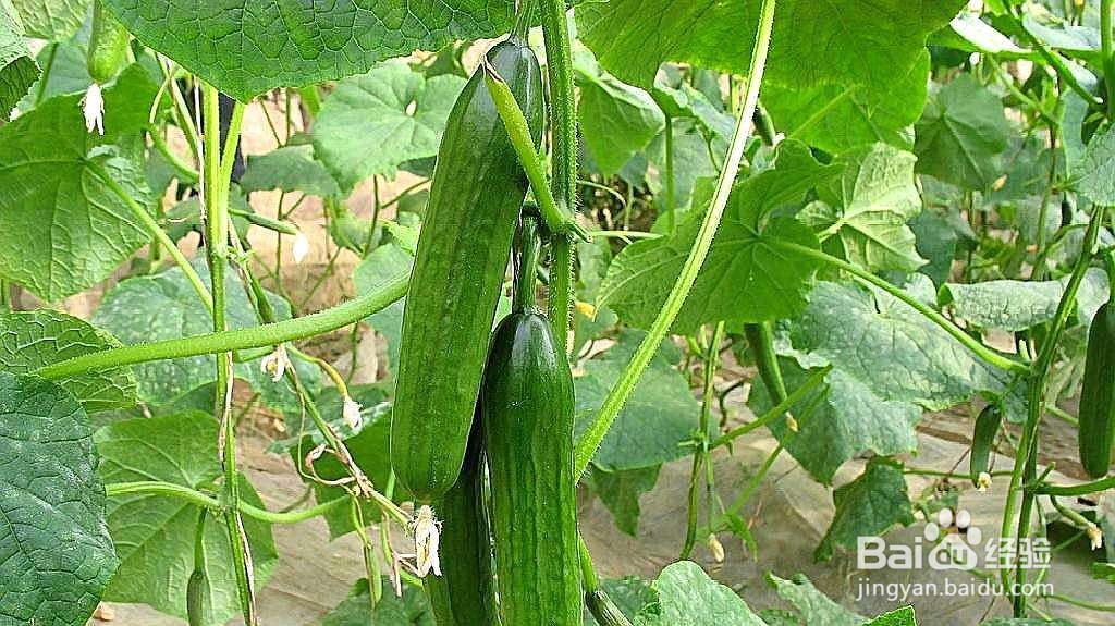 种植黄瓜的注意事项有哪些呢?