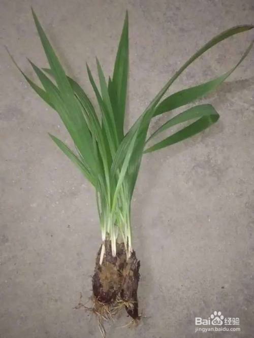野外总是看见蓝紫小花 原是野鸢尾 百度经验 野外总是看见蓝紫小花 原是野鸢尾 百度经验