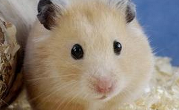 如何让小仓鼠健康活泼?