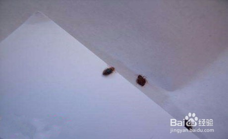 臭虫药怎么杀臭虫