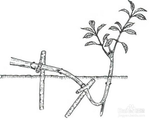家庭种菜：[6]怎样快速培育番茄苗