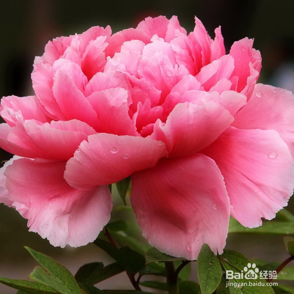 怎样栽盆栽牡丹